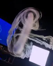 trik vape menghasilkan uap vape berbentuk jellyfish atau ubur-ubur